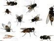 شركة رش مبيدات ومكافحة حشرات خصم 25% 0533642545